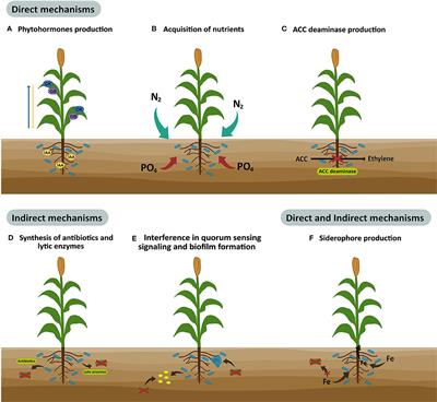 The Current and Future Role of Microbial Culture Collections in Food Security Worldwide